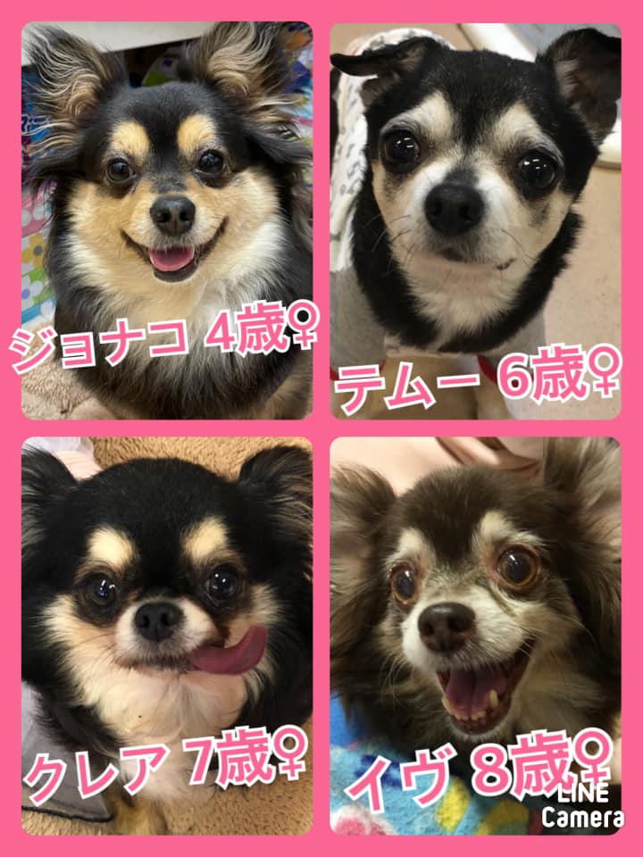 🐾今日の里親様募集中ワンコ🐶メンバーです🐾2021,4,15